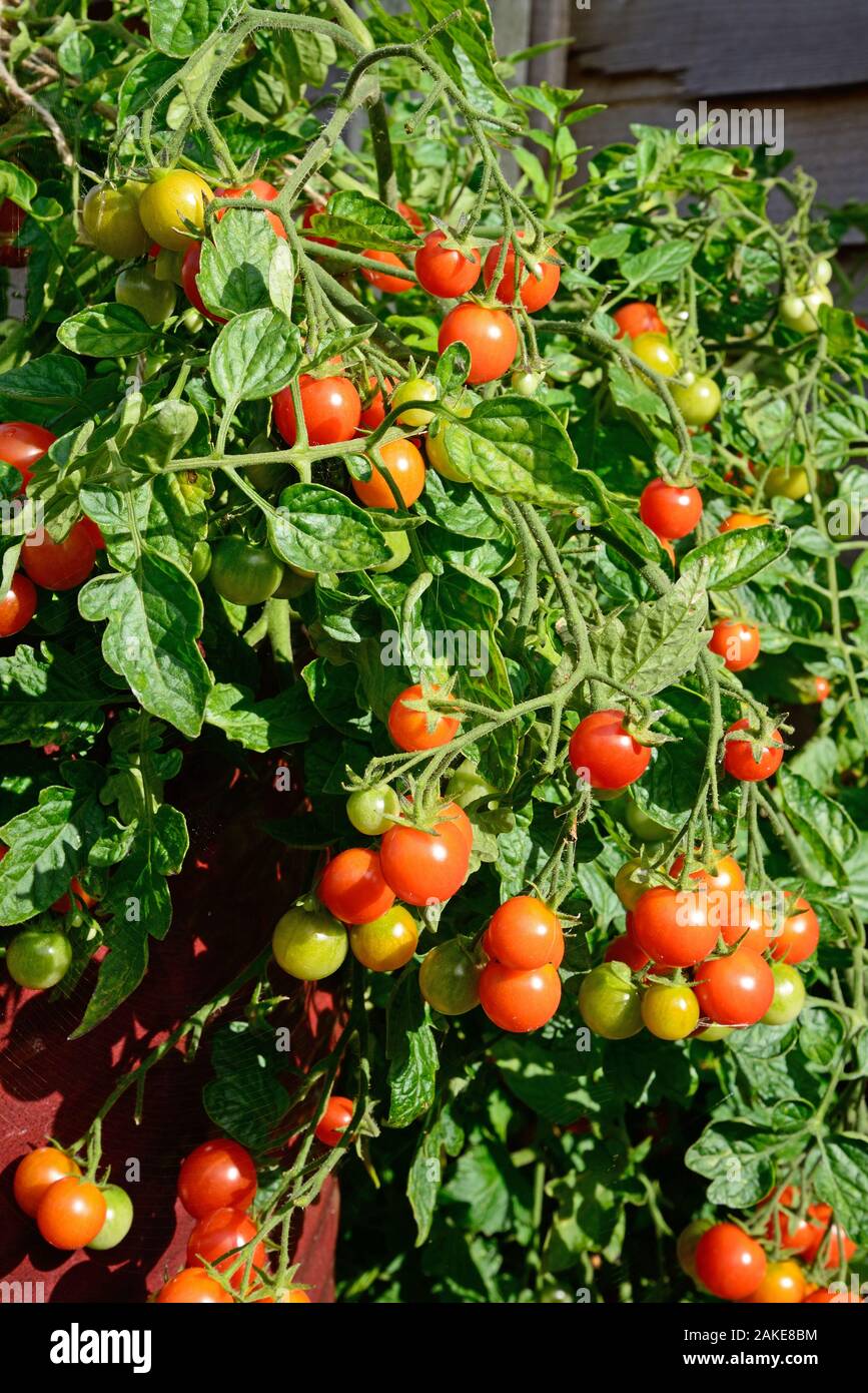 Losetto variété de mûrissement des tomates sur la vigne, UK Banque D'Images
