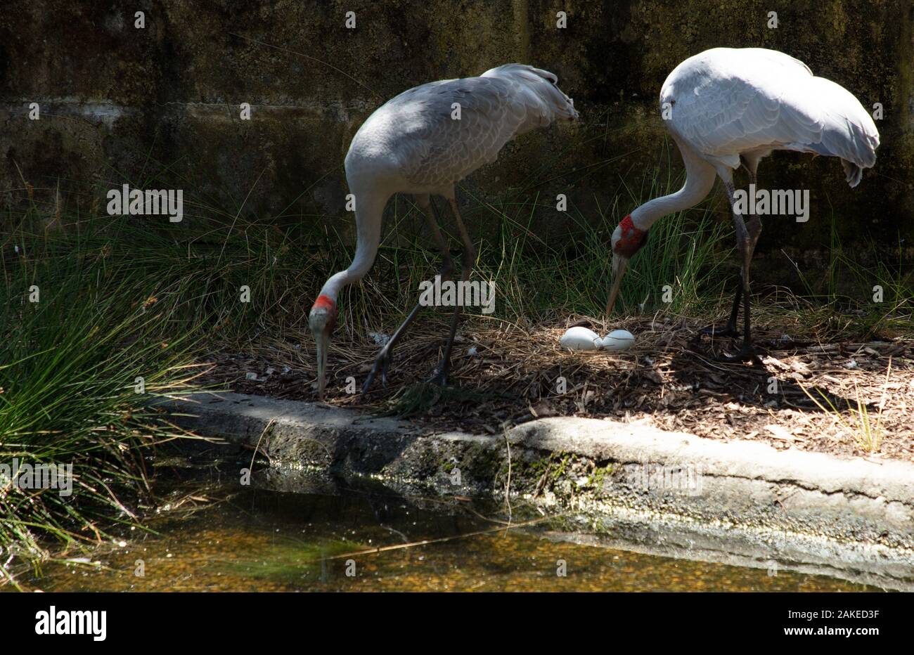 Couple de vie liant les grues australiennes en regardant leur nid avec trois œufs dans le zoo de Perth, début janvier 2020. Banque D'Images