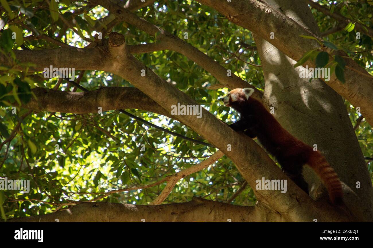 Red Panda a vu monter un grand arbre dans le zoo de Perth, en Australie occidentale, au début de janvier 2020. Banque D'Images