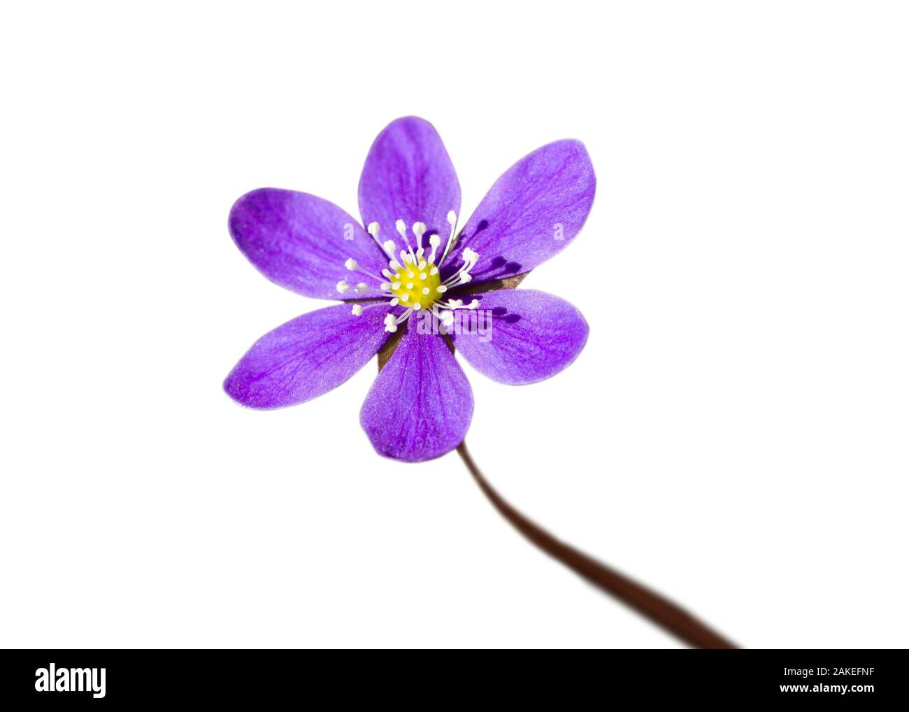 Fleurs de la forêt dans un temps de printemps. Banque D'Images