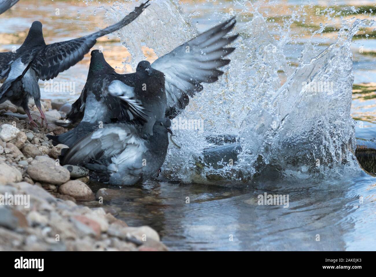 Silure (Silurus glanis) la chasse pigeon (Columba livia) par une fente sur la rive, Tarn, France Août Banque D'Images