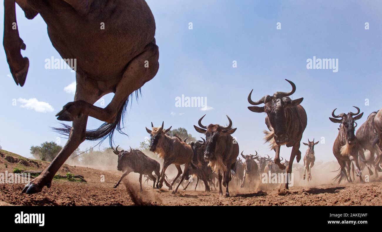 Le Gnou barbu (Connochaetes taurinus) troupeau en mouvement, prises avec l'appareil photo à distance. Masai Mara National Reserve, Kenya. Juillet 2014. Banque D'Images