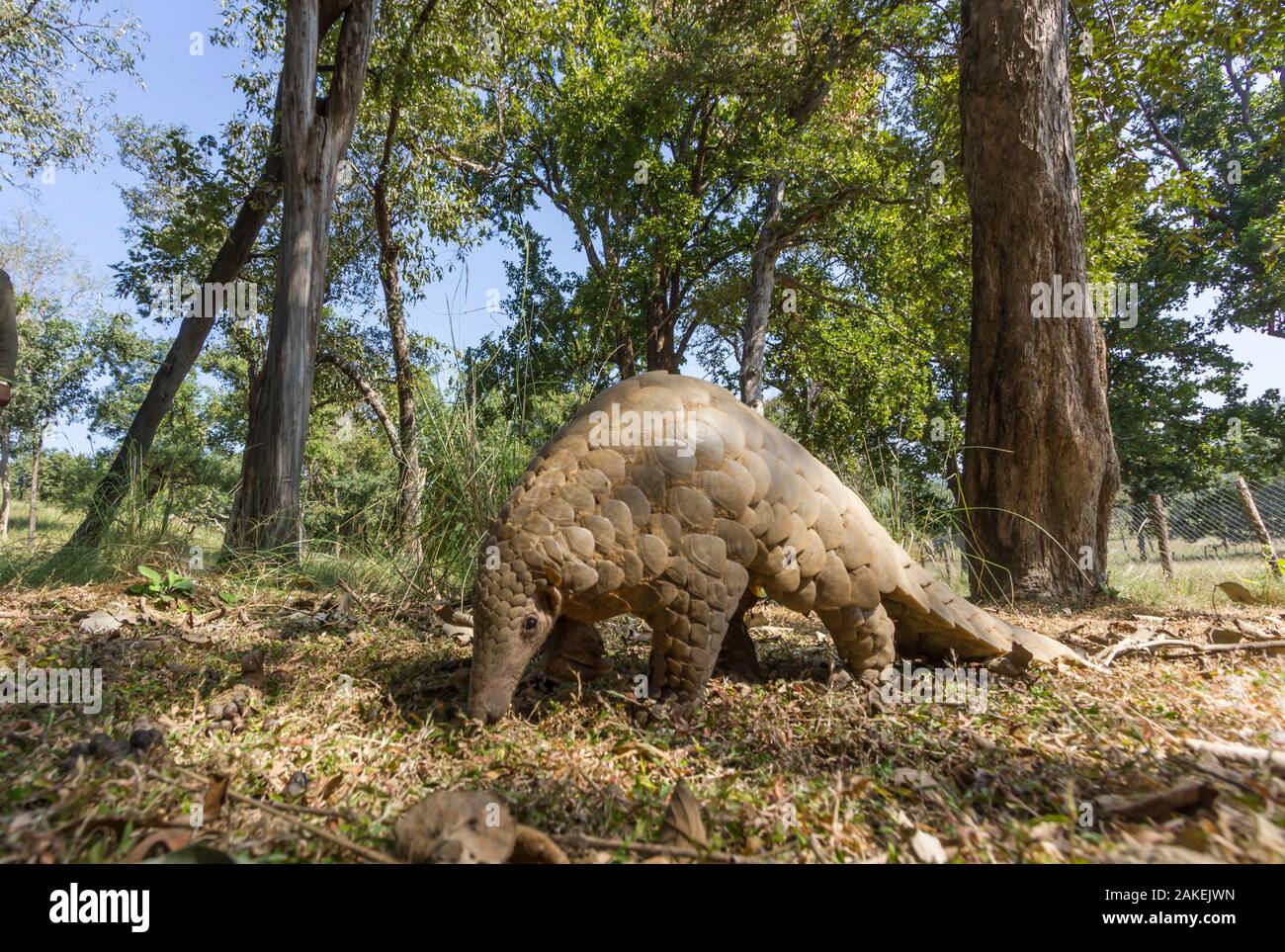 Pangolin indien (Manis crassicaudata) en quête de nourriture, Kanha National Park, le Madhya Pradesh, en Inde. Banque D'Images