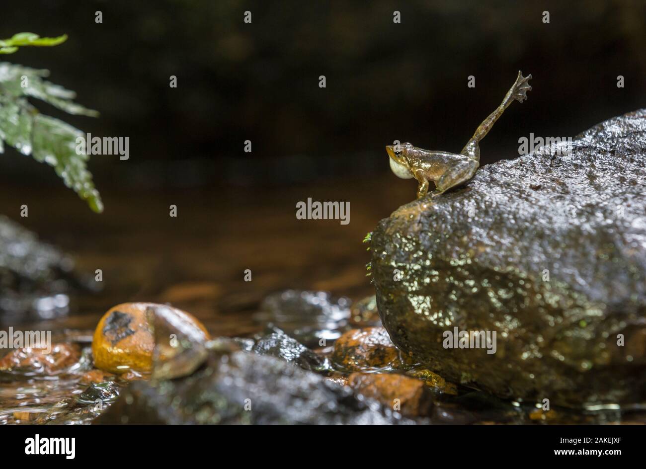 Kottigehar kottigeharensis Micrixalus danse (grenouille) appelant et l'affichage de la boussole en jambe, Agumbe, Western Ghats, India. Banque D'Images