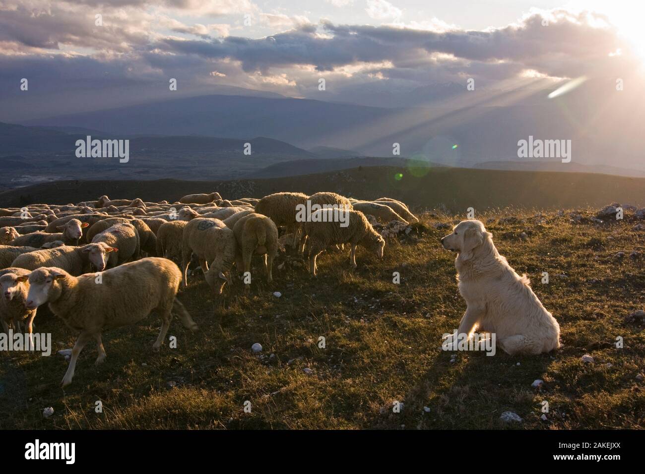 La Maremme de berger avec mouton, Parc National Gran Sasso, Abruzzes, Italie, juin Banque D'Images