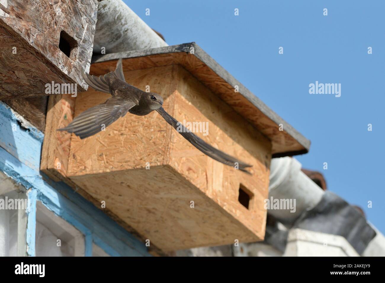 (Apus apus Common swift), volant à partir d'une boîte du nid après l'alimentation de ses poussins, Leigh, Wiltshire, Royaume-Uni, juin. Banque D'Images