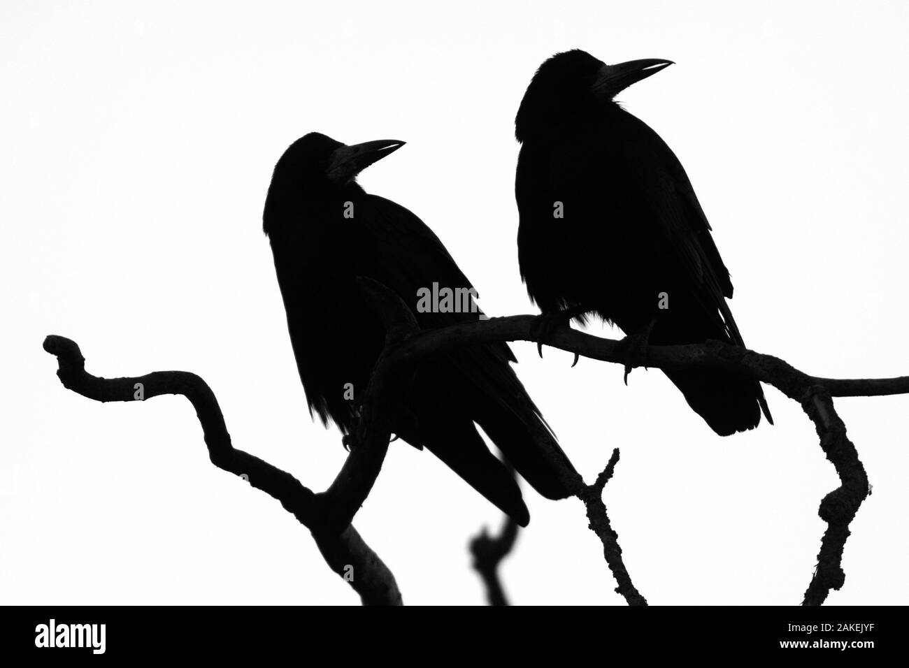 Deux corbeaux freux (corvus frugilegus) qui se profile comme ils se perchent sur une branche d'arbre à leur repos se trouvant au coucher du soleil, Gloucestershire, Royaume-Uni, février. Banque D'Images