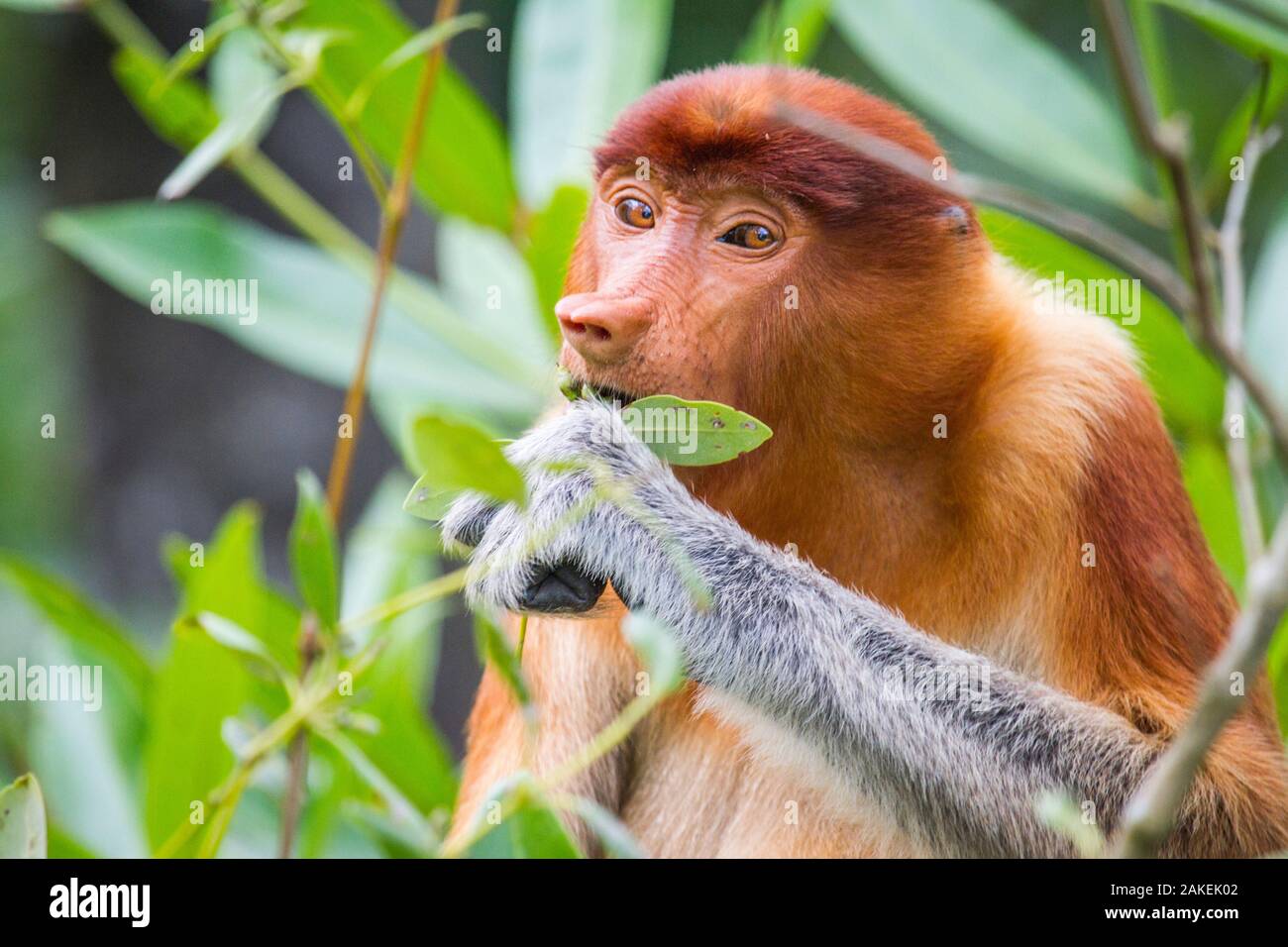 Proboscis Monkey (Nasalis larvatus) alimentation femelle, Kinabatangan River, Sabah, Bornéo. Banque D'Images