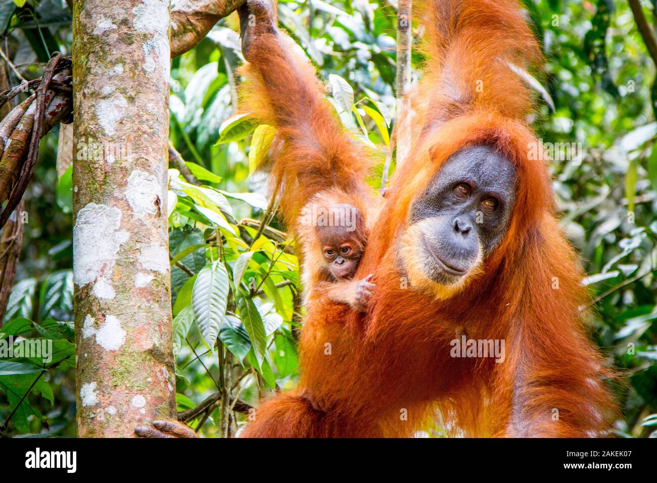 L'orang-outan de Sumatra (Pongo abelii) femelle avec bébé, parc national de Gunung Leuser, Sumatra, Indonésie Banque D'Images