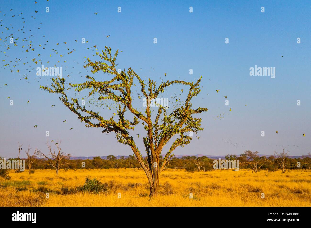 La Perruche ondulée (Melopsittacus undulatus) assemblent à trouver de l'eau, Territoire du Nord, Australie Banque D'Images