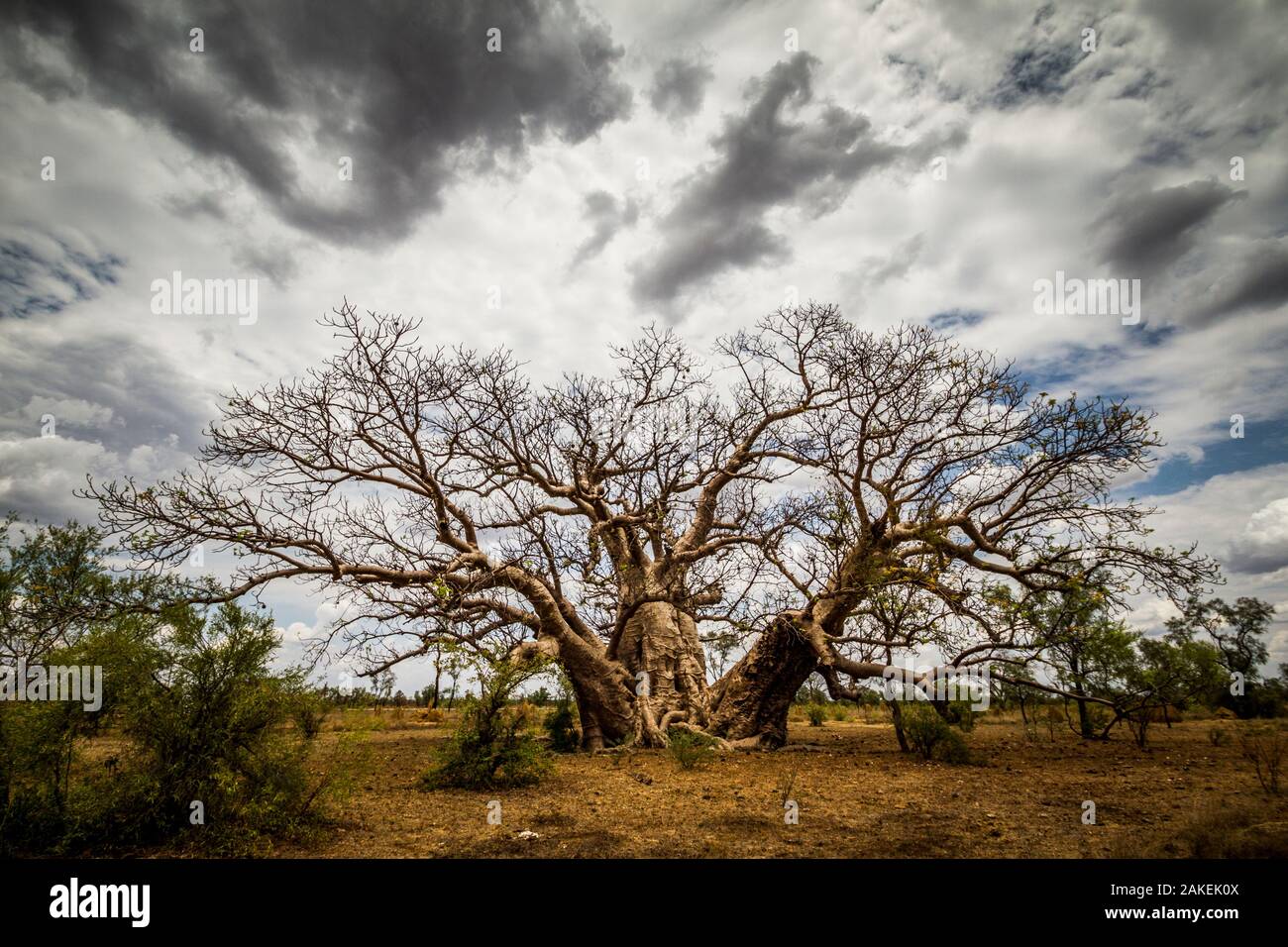 Boab ou australiens les Baobabs (Adansonia gregorii) avec des nuages, l'ouest de l'Australie. Banque D'Images