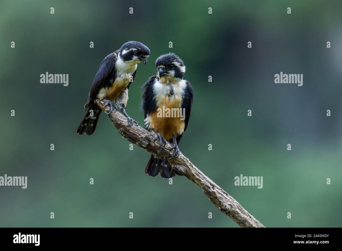Black-thighed falconet (Microhierax fringillarius) paire, mâle à droite, femelle à gauche, la Malaisie. Le plus petit oiseau de proie, de la taille d'un moineau. Banque D'Images