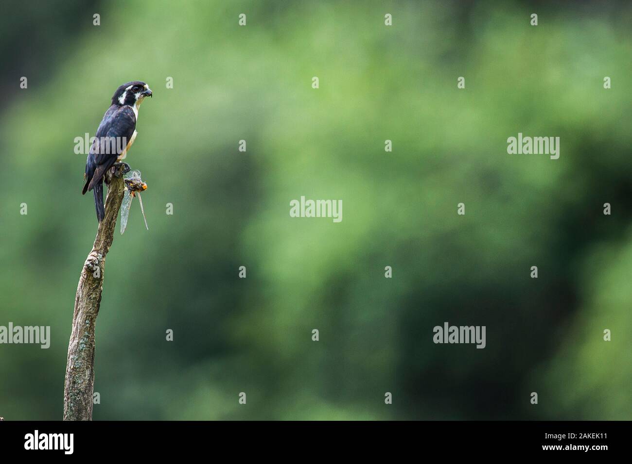 Black-thighed falconet (Microhierax fringillarius) mâle, la Malaisie. Libellule avec ses proies. Le plus petit oiseau de proie, de la taille d'un moineau. Banque D'Images