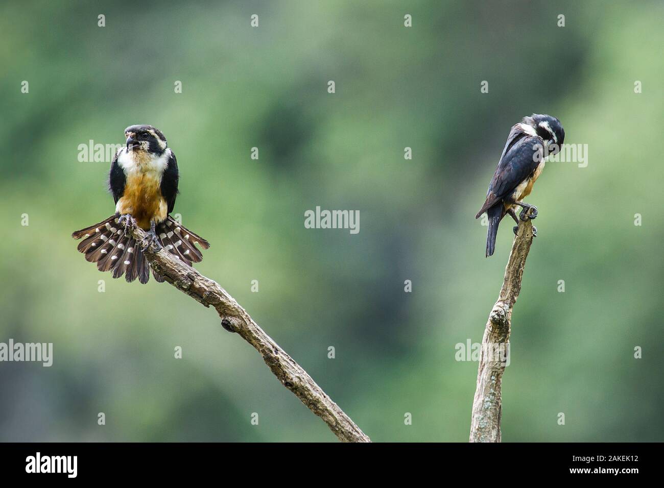 Black-thighed falconet (Microhierax fringillarius) hommes femmes paire avec ses plumes fanning femelle, la Malaisie. Banque D'Images