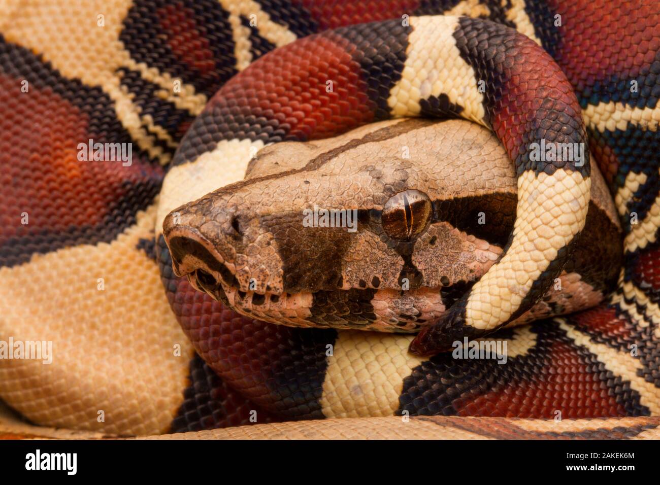 Cerf rouge boa constrictor (Boa constrictor constrictor) juvenile, portrait, avec Queue enroulée, à tête ronde, Cuayabeno Sucumbios, Équateur. Banque D'Images