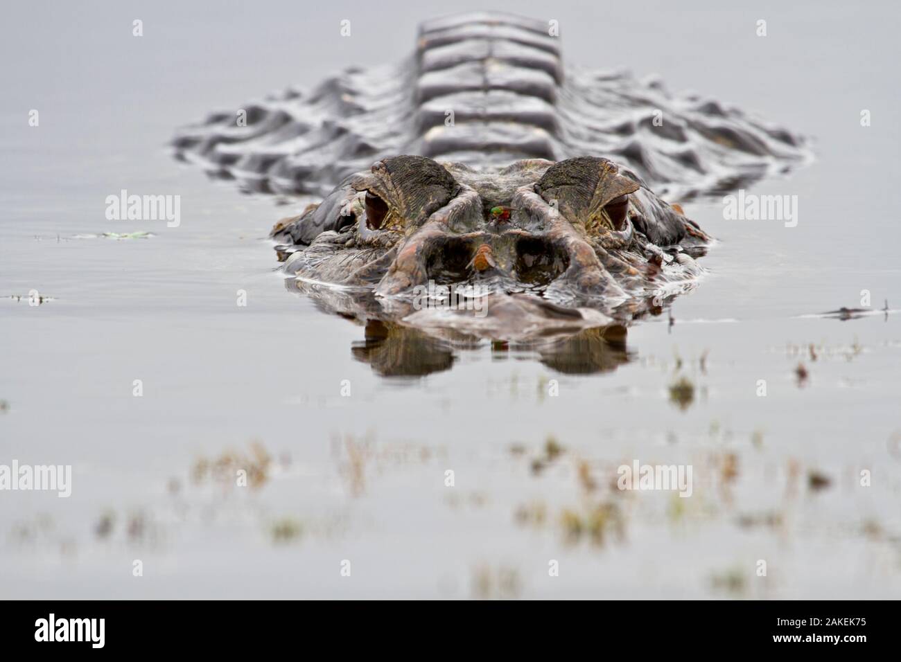 Caïman Noir (Melanosuchus niger) à la surface de l'eau, le Parc National Yasuní, Orellana, l'Équateur. Banque D'Images