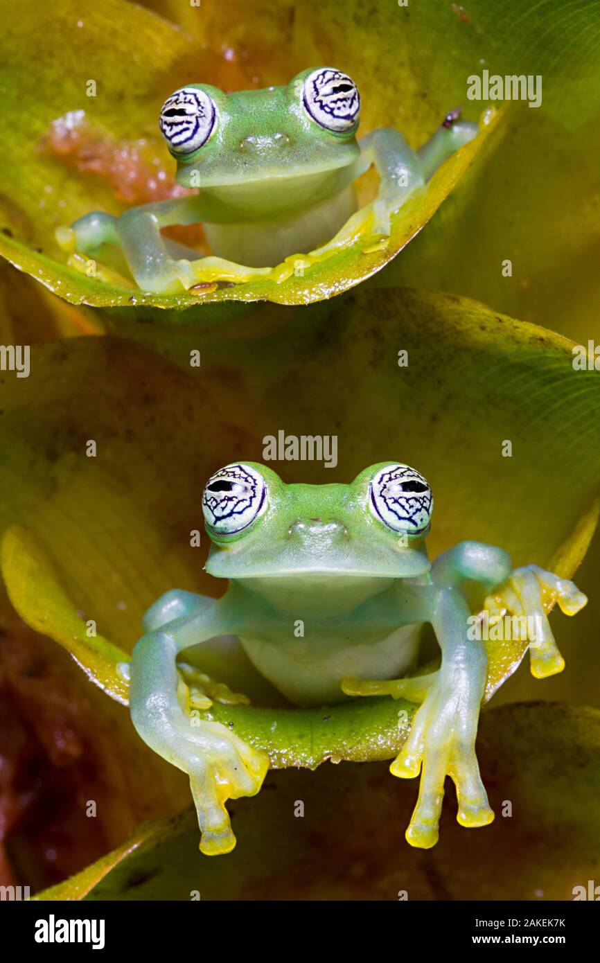 Deux grenouilles verre Limon (Sachatamia ilex) assis sur plante, un au-dessus de l'autre, Canande, d'Esmeraldas. Banque D'Images