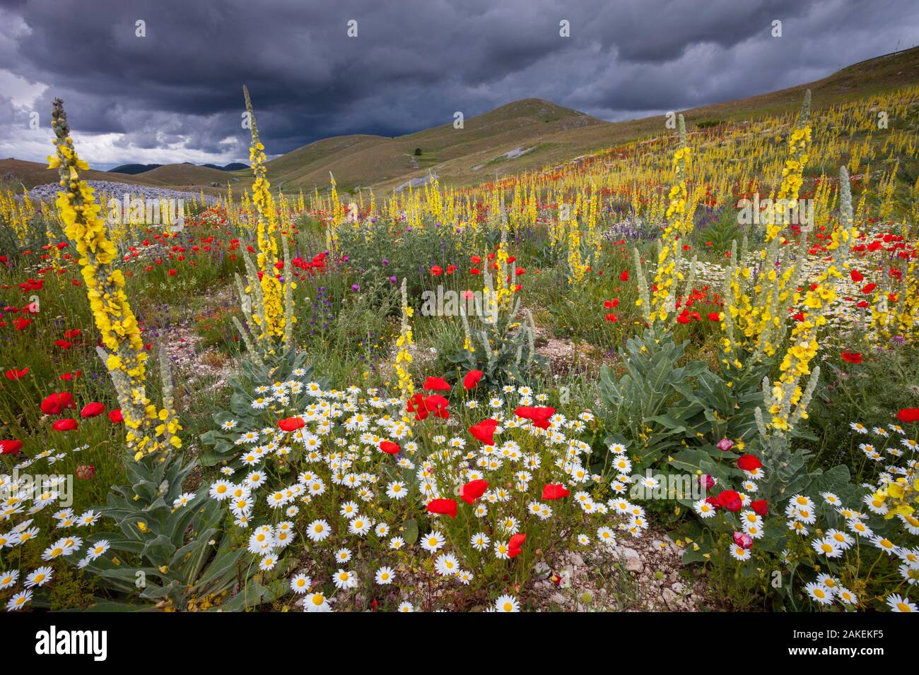 Mulleins commun (Verbascum thapsus), du coquelicot (Papaver rhoeas), et la floraison de marguerites en alpage. Parc National du Gran Sasso, l'Apennin Central, Abruzzes, Italie, juin. Banque D'Images