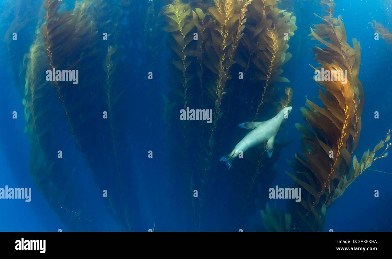 Lion de mer de Californie (Zalophus californianus) dans la région de varech géant (Macrocystis pyrifera) forêt, îles, Kato San Baja California Pacific Islands, Mexico, mai Banque D'Images