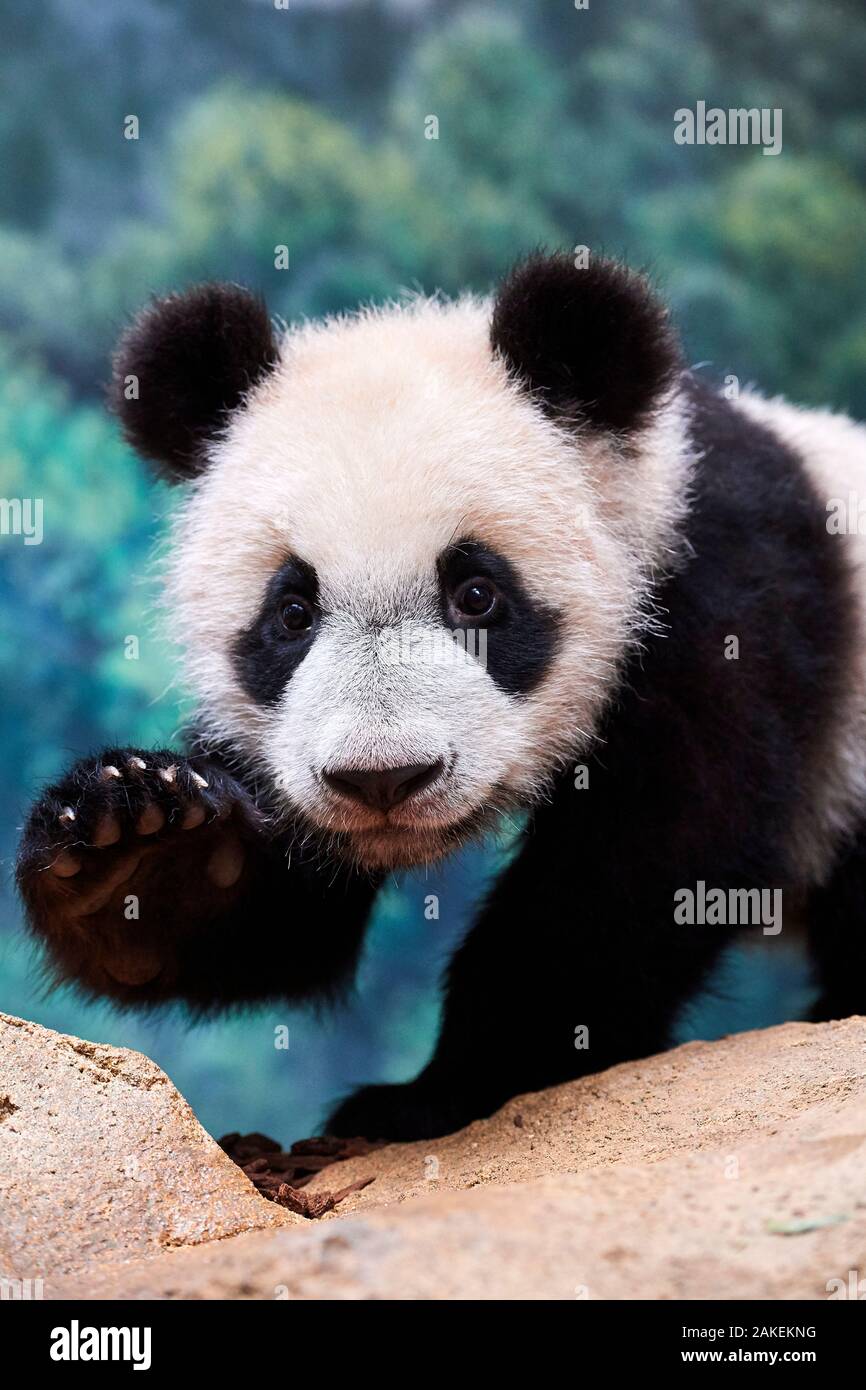 Panda géant (Ailuropoda melanoleuca) portrait Yuan Meng, premier grand panda jamais né en France, l'âge de 10 mois. En captivité, le zoo de Beauval Saint Aignan sur Cher, France Banque D'Images