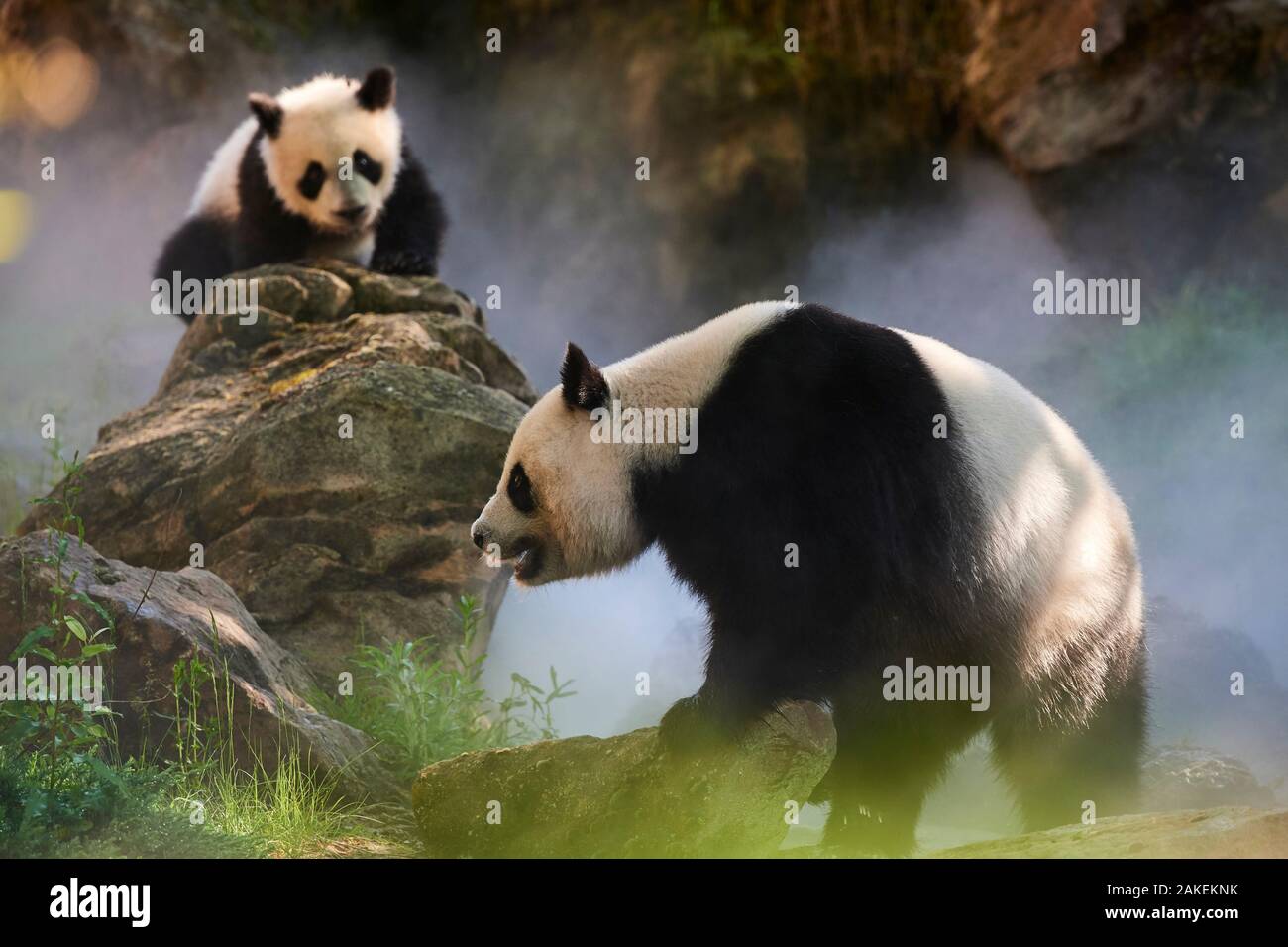 Panda géant (Ailuropoda melanoleuca) femelle Huan Huan et son petit dans leur enceinte dans le brouillard.Yuan Meng, premier grand panda jamais né en France, l'âge de 10 mois, captifs à zoo de Beauval, Saint Aignan sur Cher, France La brume est créé artificiellement par machine, afin de créer un environnement plus frais, plus proche de la situation dans leur milieu naturel l'habitat de montagne en Chine Banque D'Images