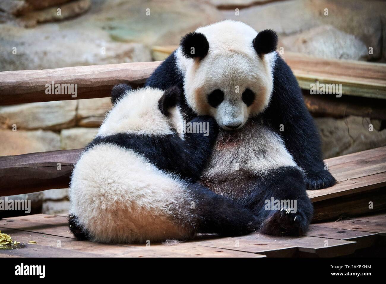 Panda géant (Ailuropoda melanoleuca) Yuan Meng suckling de sa mère Huan Huan. Yuan Meng, premier grand panda jamais né en France, l'âge de 10 mois, captifs à zoo de Beauval, Saint Aignan sur Cher, France Banque D'Images