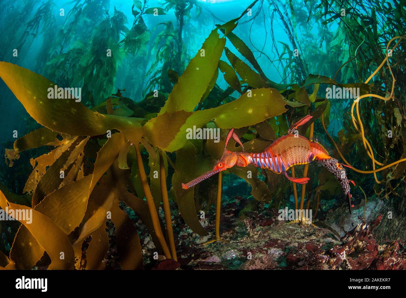 Weedy seadragon ( : Phyllopteryx taeniolatus) mâle porte les œufs dans une forêt de laminaires (Macrocystis pyrifera) en Tasmanie, Australie. La Tasmanie est la seule partie de l'Australie avec les forêts de varech géant. Le varech est une variété de la même espèce se trouvant de l'autre côté de l'océan Pacifique en Californie. La mer de Tasman. Banque D'Images