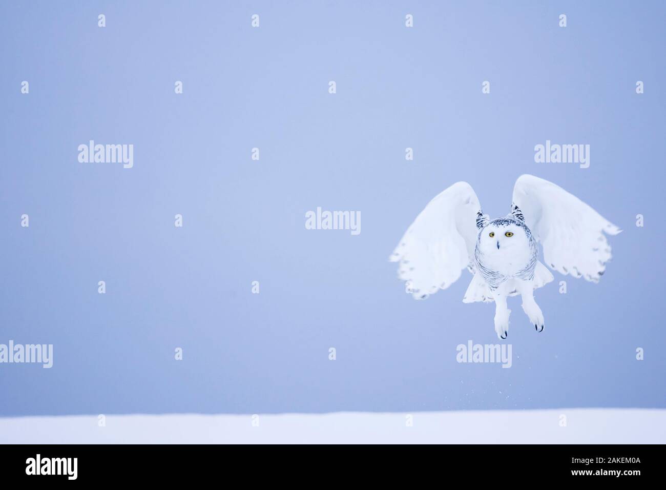 Le harfang des neiges (Bubo scandiacus) femmes l'atterrissage dans la neige, Québec, Canada, mars. Banque D'Images