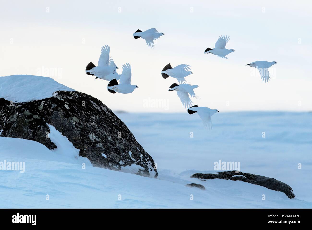 Lagopède des saules (Lagopus lagopus) troupeau en vol, péninsule Taymyr, Sibérie, Russie . Mars Banque D'Images
