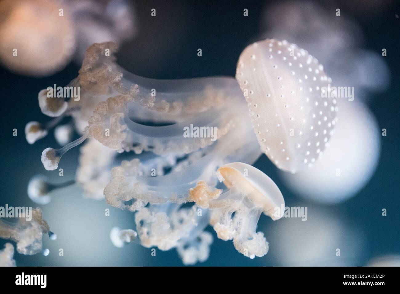 Le blanc des méduses (Phyllorhiza punctata) dans l'aquarium. Banque D'Images