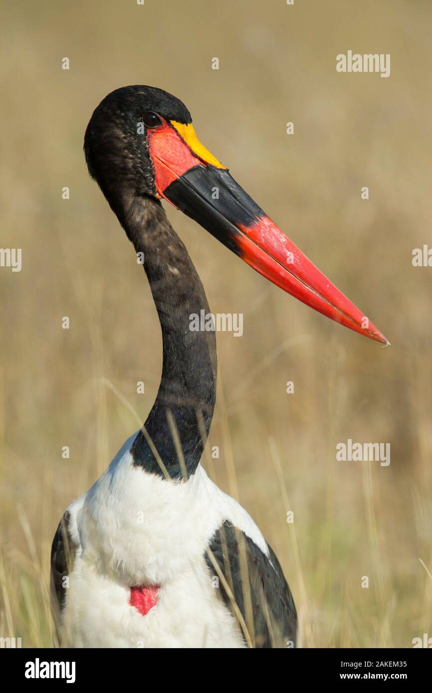 Saddle-billed stork (Ephippiorhynchus senegalensis), Moremi, Botswana. Banque D'Images