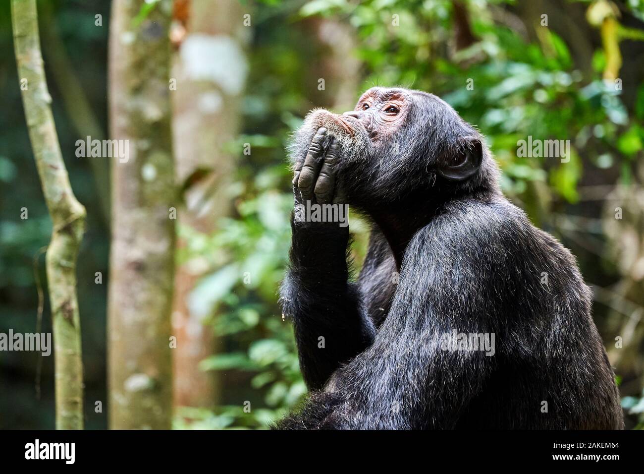 Chimpanzé (Pan troglodytes schweinfurthii) mâle, à l'éraflure, parc national de Kibale, en Ouganda. Banque D'Images