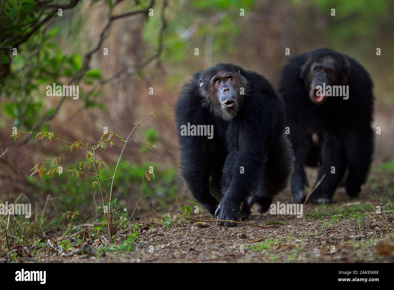L'Est de chimpanzé (Pan troglodytes) schweinfurtheii "mâles âgés de 24 ans Faustino' et 'Titan' âgés de 19 ans walking.Parc National de Gombe, en Tanzanie. Banque D'Images