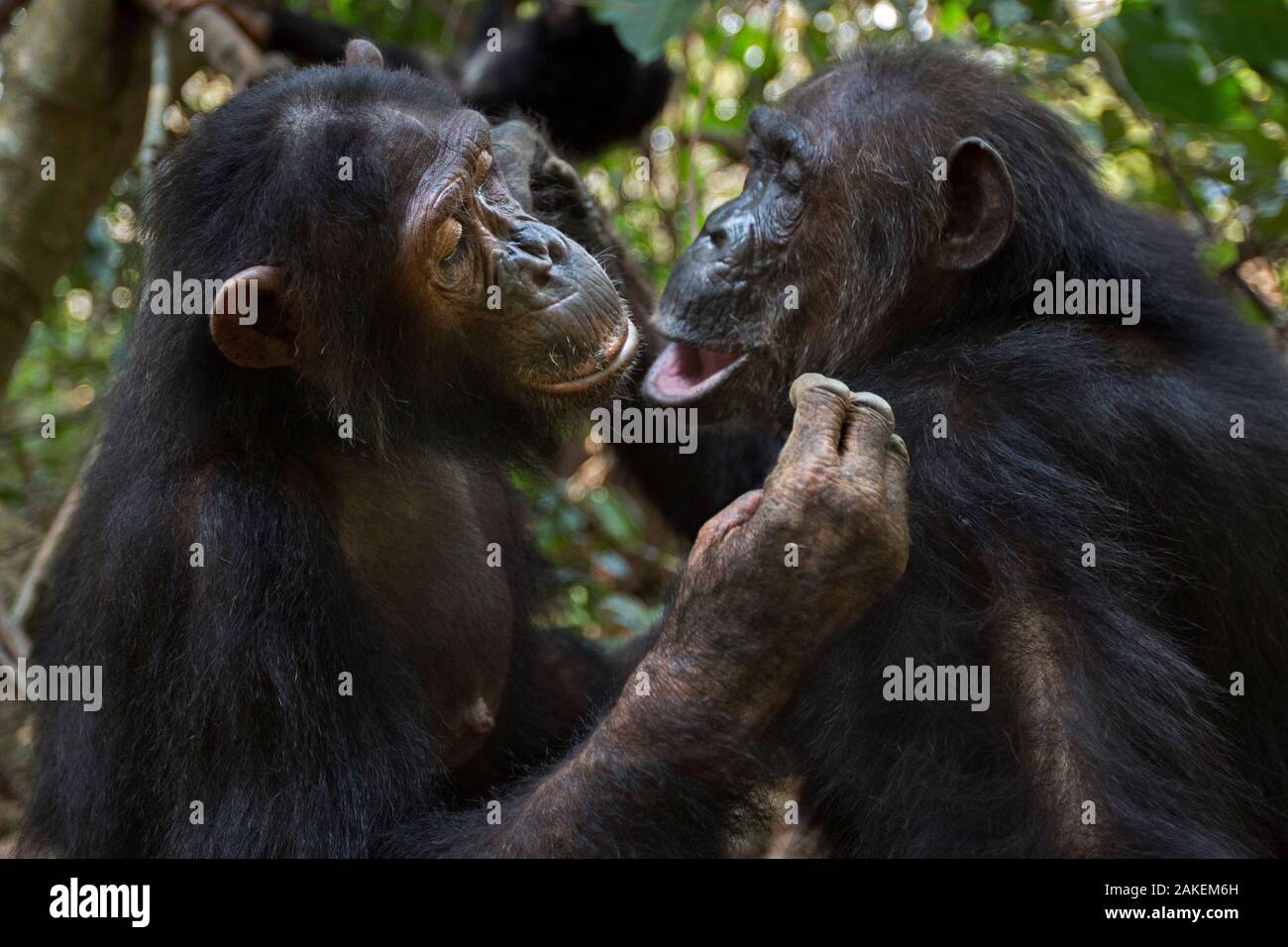 L'Est de chimpanzé (Pan troglodytes) schweinfurtheii «femme âgée de 42 ans' Gremlin étant entretenues par sa fille 'Golden' âgée de 15 ans.Le Parc National de Gombe, en Tanzanie. Septembre 2013. Banque D'Images