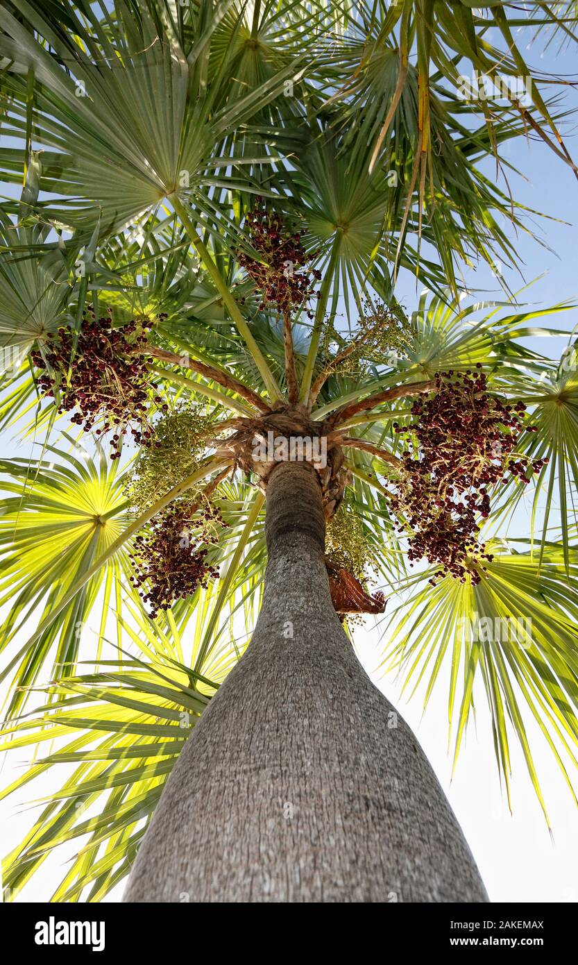 Palmier Coccothrinax spissa (guano), Hispaniola. Banque D'Images