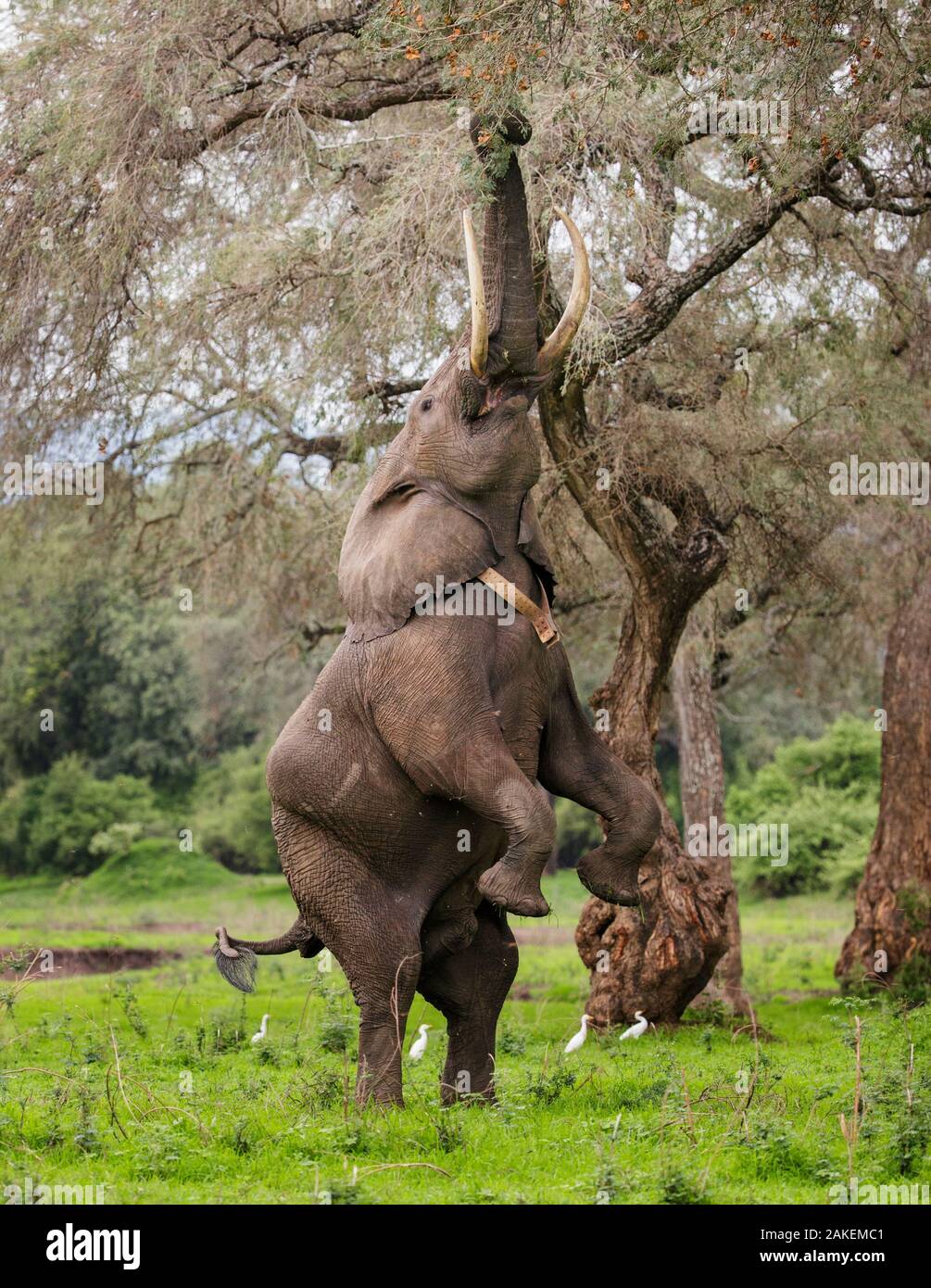 Elephant (Loxodonta africana), homme debout sur ses pattes pour atteindre les gousses d'acacia avec garde-boeufs (Bubulcus ibis) en arrière-plan. Mana Pools National Park, Zimbabwe. Banque D'Images