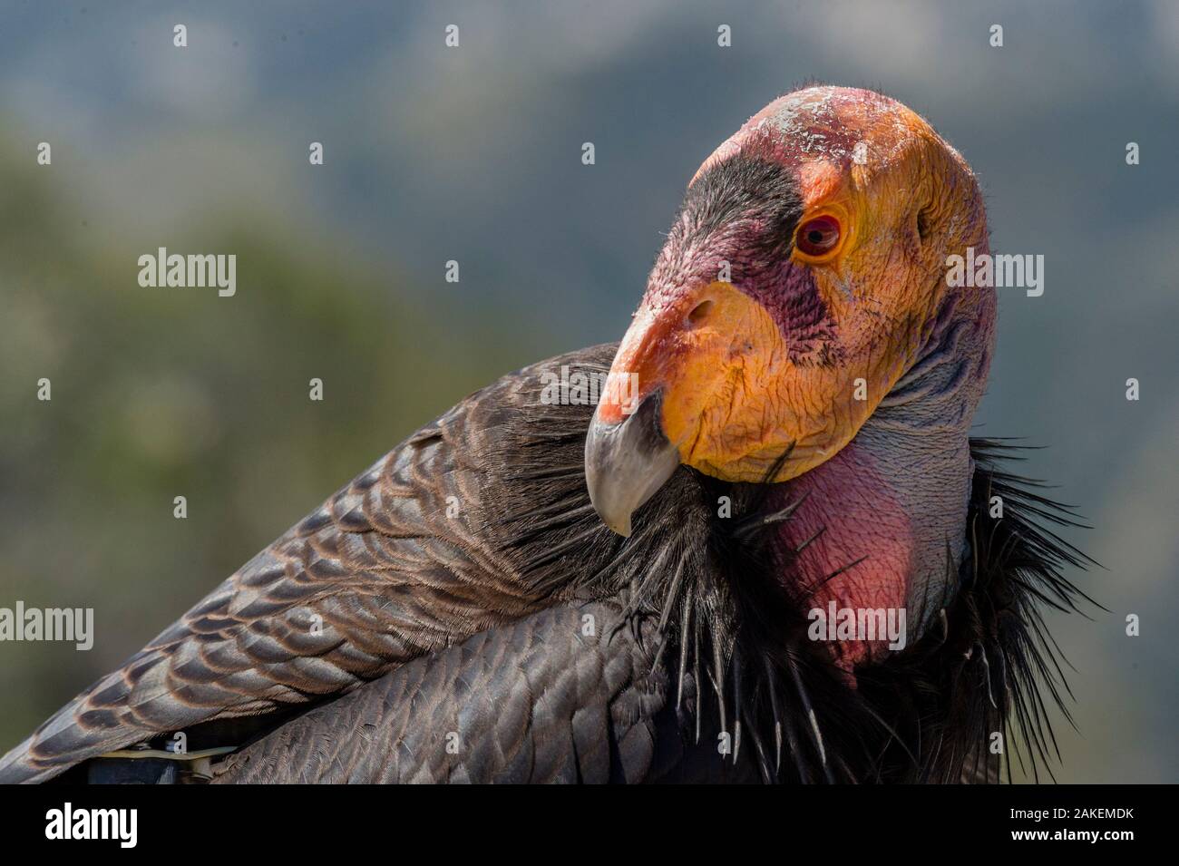 Condor de Californie (Gymnogyps californianus). dans la région de Wild, Baja, au Mexique. Banque D'Images