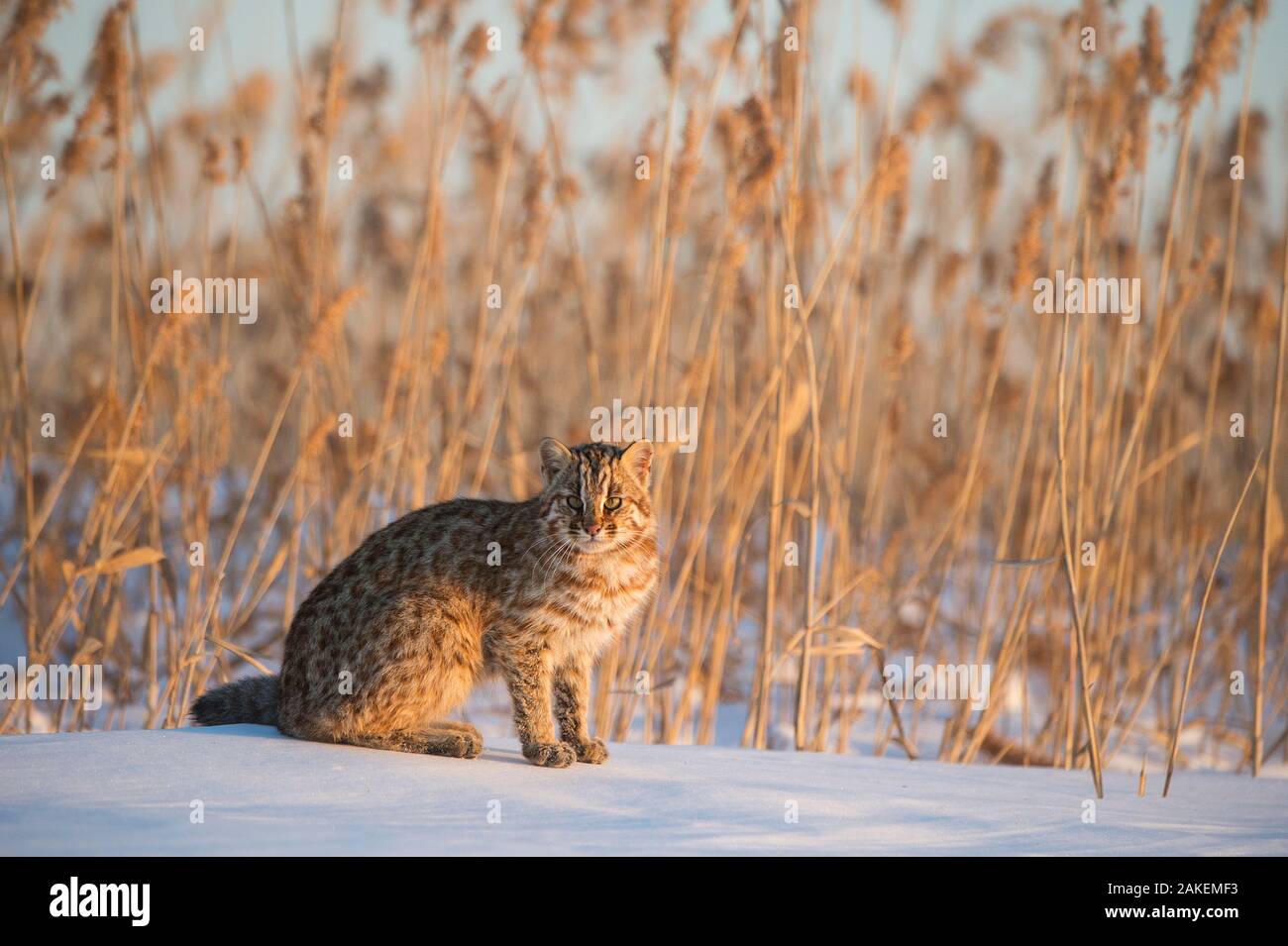 Amur Leopard Cat (Prionailurus bengalensis euptilurus) Vladivostok, Primorsky Krai, Extrême-Orient de la Russie. Février. Banque D'Images