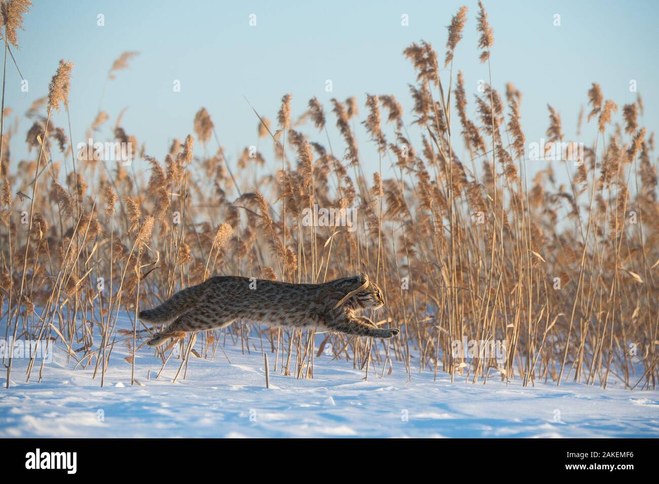 Amur Leopard Cat (Prionailurus bengalensis euptilurus) sautant passé roselière, Vladivostok, Primorsky Krai, Extrême-Orient de la Russie. Février. Banque D'Images