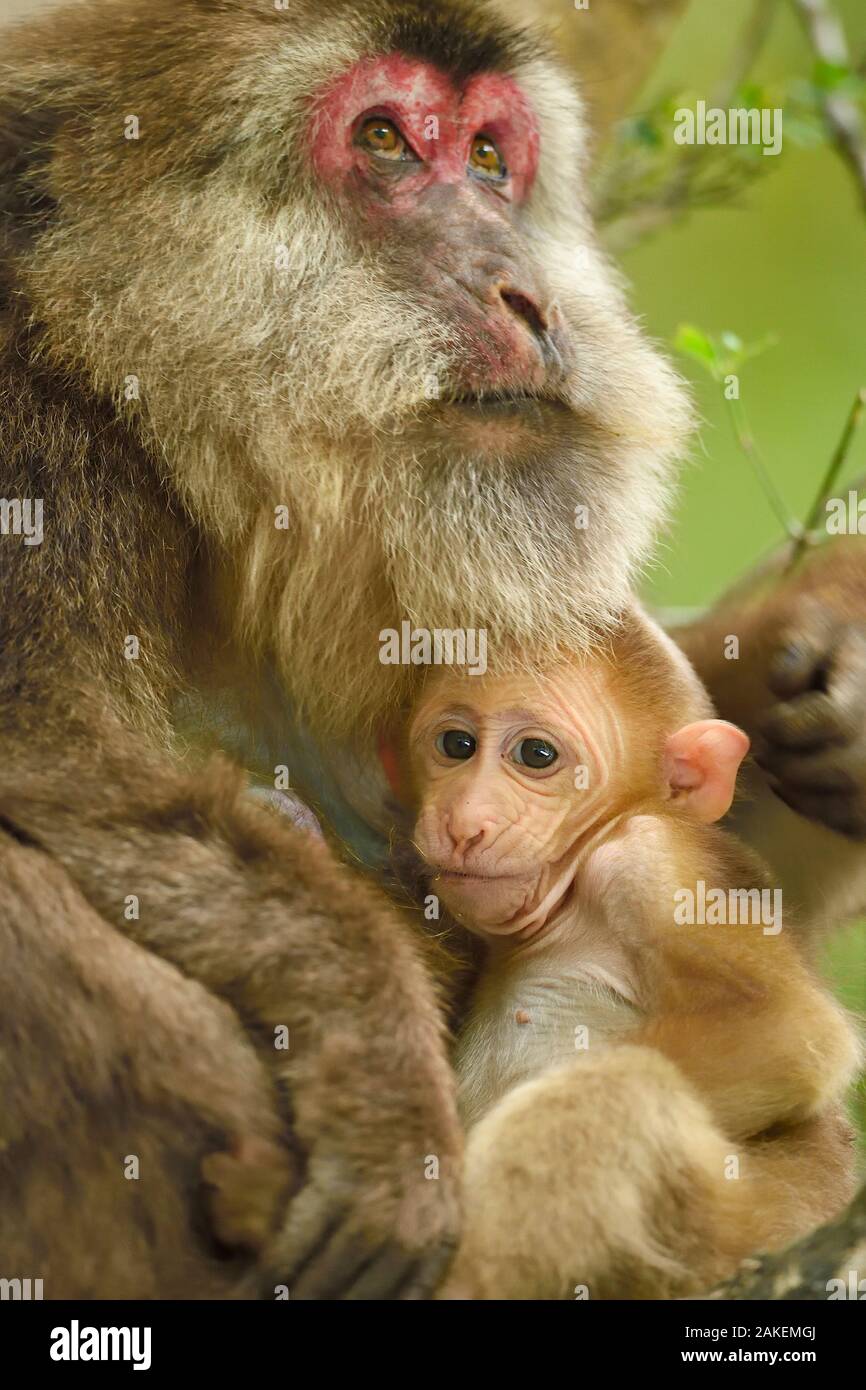 Macaques (Macaca thibetana tibétain) femmes avec bébé, Tangjiahe Réserve naturelle nationale,Qingchuan County, province du Sichuan, Chine Banque D'Images