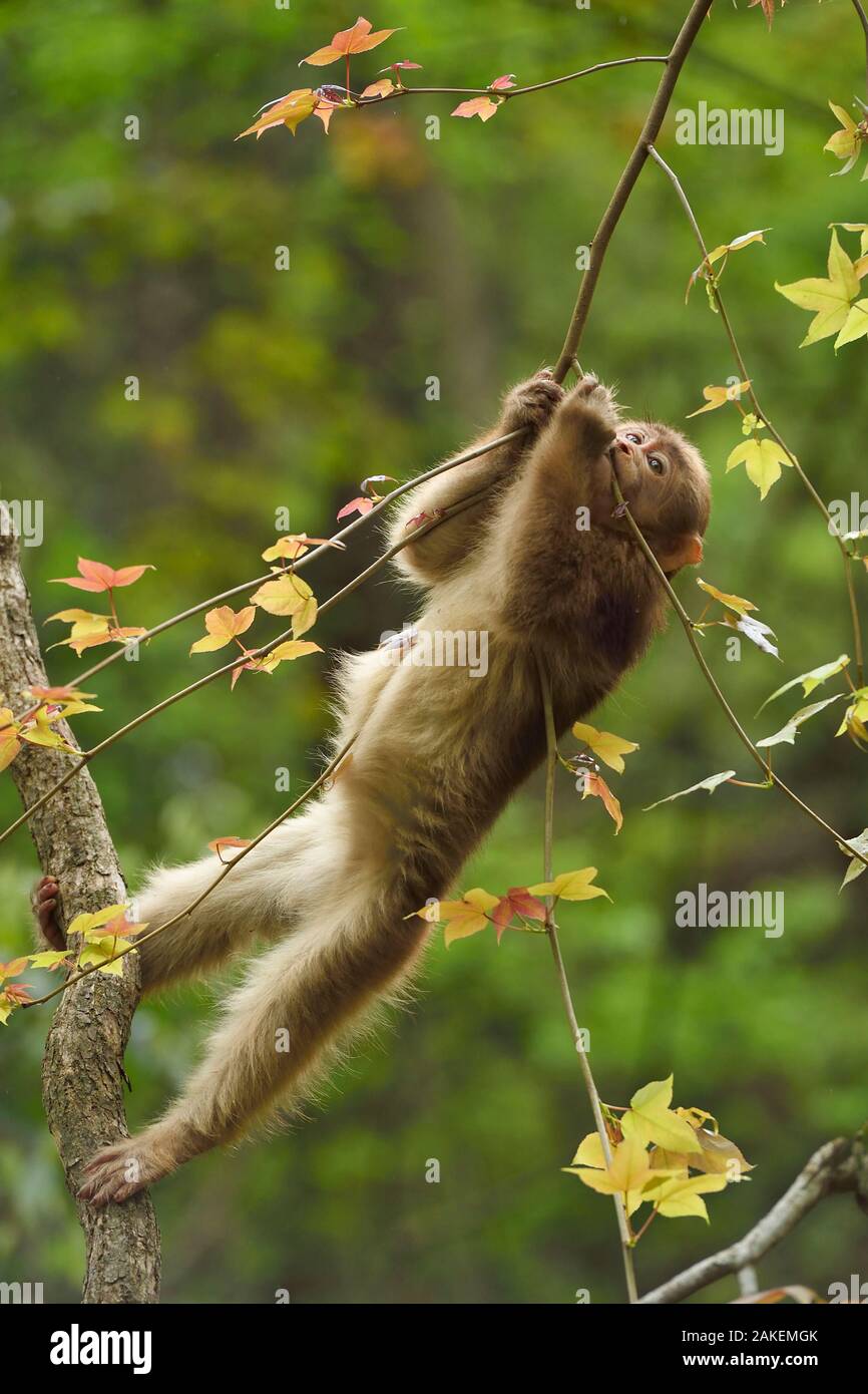 Macaques (Macaca thibetana tibétain) mortalité jouant dans un arbre, Tangjiahe National Nature Reserve, Qingchuan County, province du Sichuan, Chine Banque D'Images