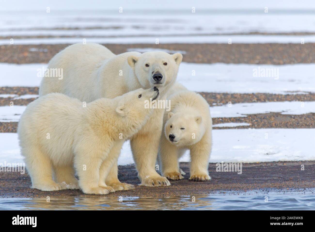 L'ours polaire (Ursus maritimus), femme avec deux oursons, sur une île-barrière à l'extérieur de Kaktovik, Alaska, USA. Banque D'Images