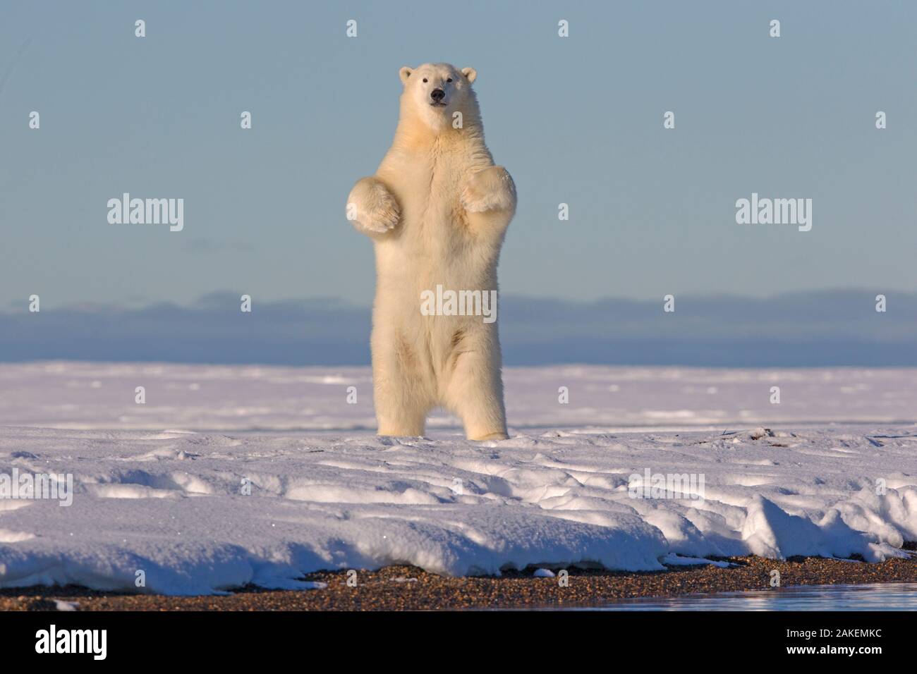L'ours polaire (Ursus maritimus) debout sur ses pattes, l'île de barrière à l'extérieur de Kaktovik, Alaska, USA. Septembre. Banque D'Images