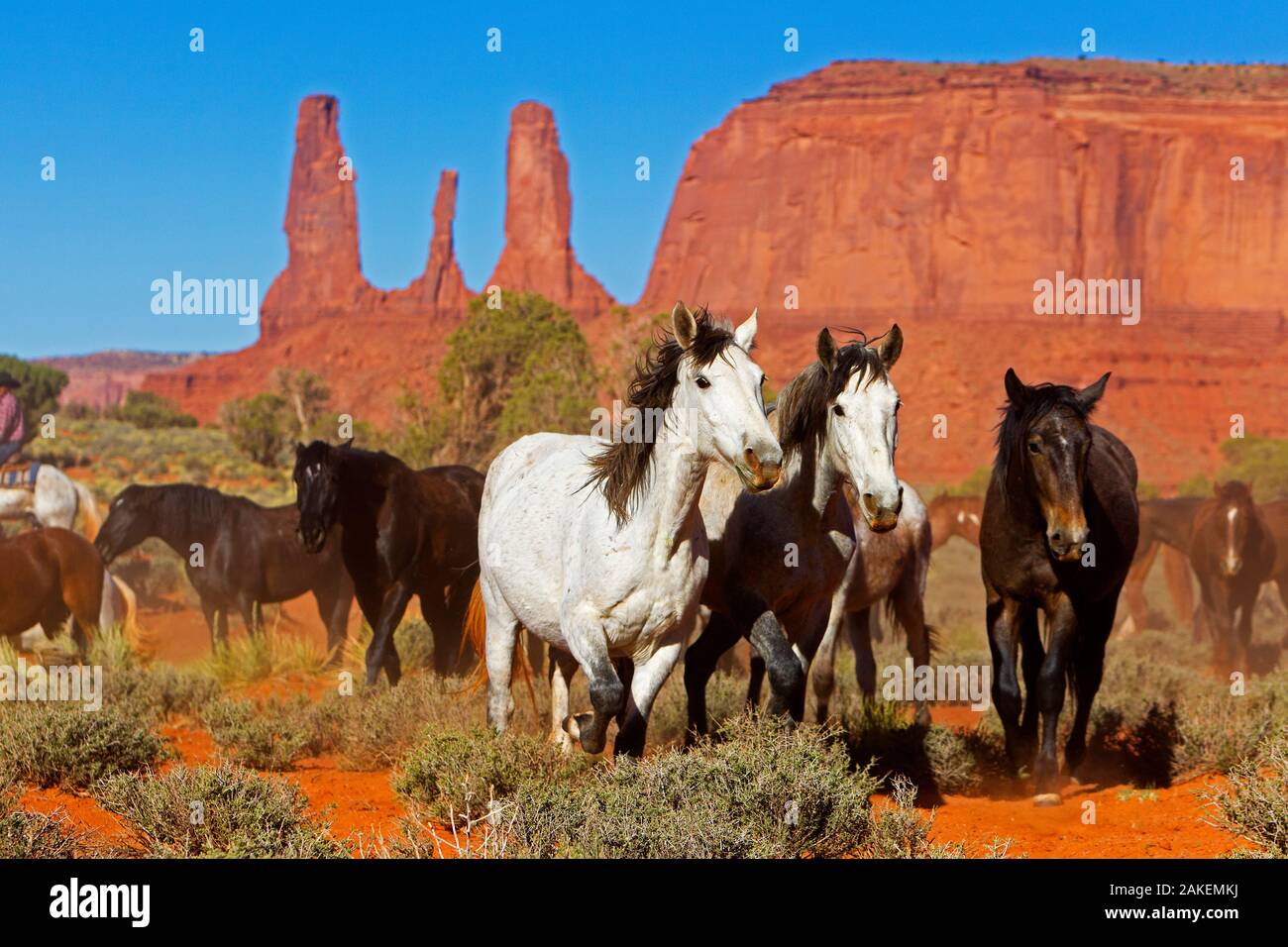 Les chevaux sauvages, Monument Valley Navajo Tribal Park, réserve, Utah, USA. Avril. Banque D'Images
