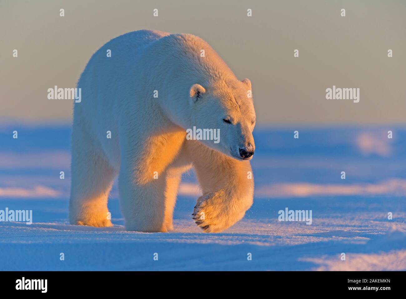 L'ours polaire (Ursus maritimus), mâle adulte, à l'extérieur de Kaktovik, Alaska, USA. Banque D'Images