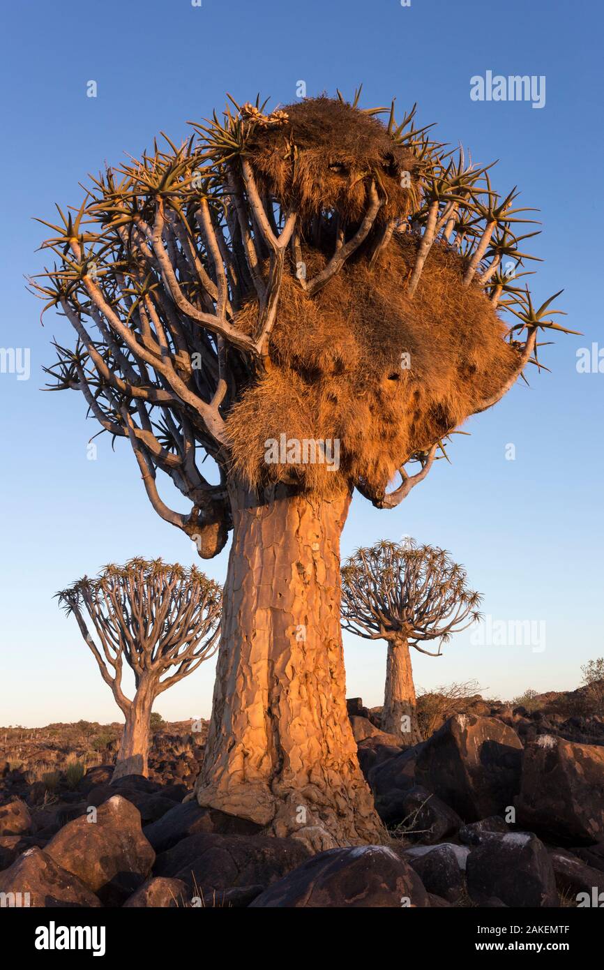 Sociable weaver (Philetairus socius) nichent dans des arbres carquois (Aloidendron dichotomum) Quiver Tree Forest, Keetmanshoop, la Namibie. Banque D'Images