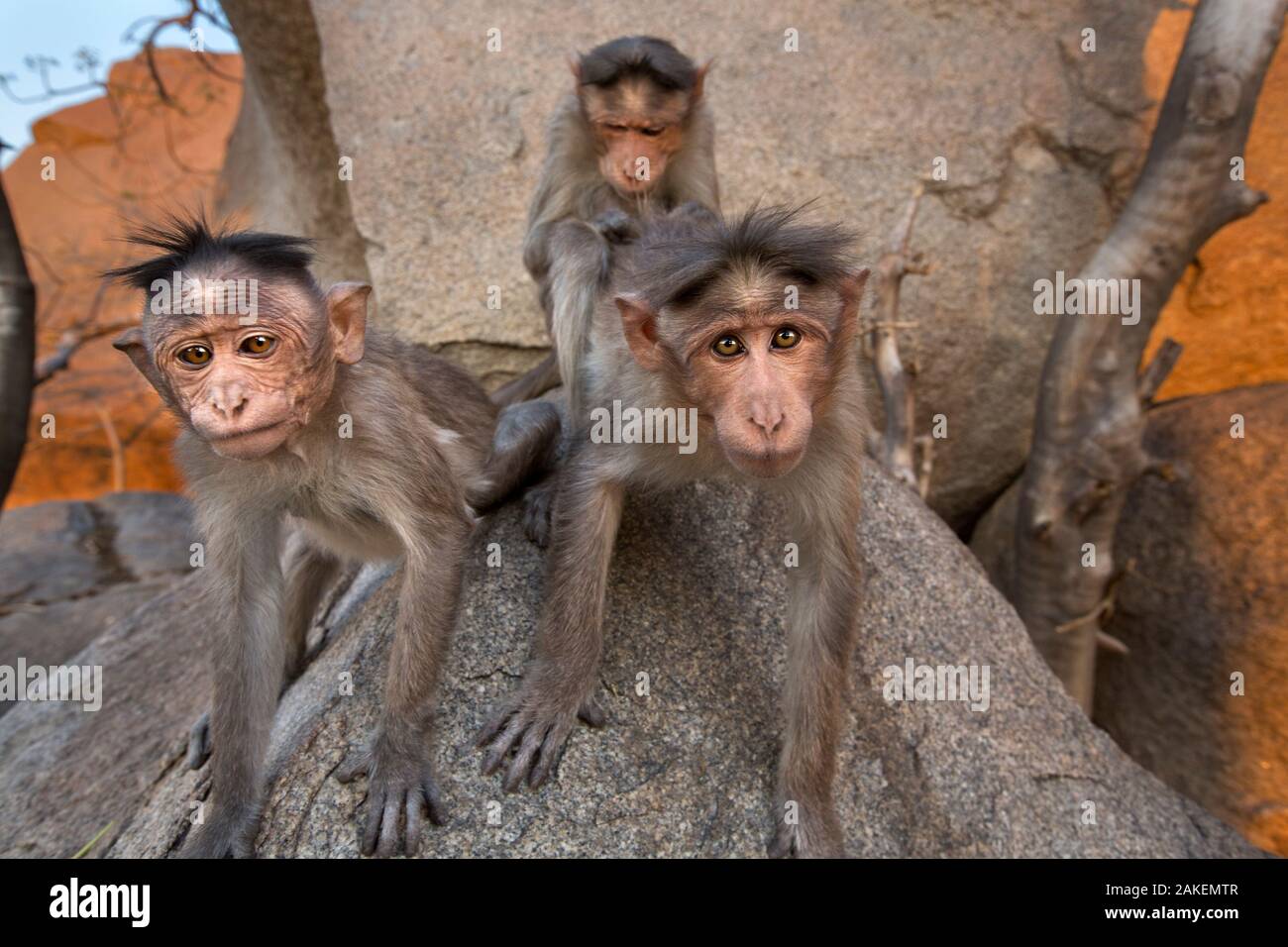 Bonnet macaque (Macaca radiata) regardant avec curiosité . Hampi, Karnataka, Inde. Banque D'Images