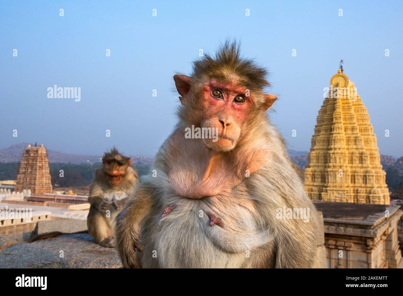 Bonnet macaque (Macaca radiata) femme assise sur des rochers avec le Temple Virupaksha en arrière-plan . Hampi, Karnataka, Inde. Banque D'Images