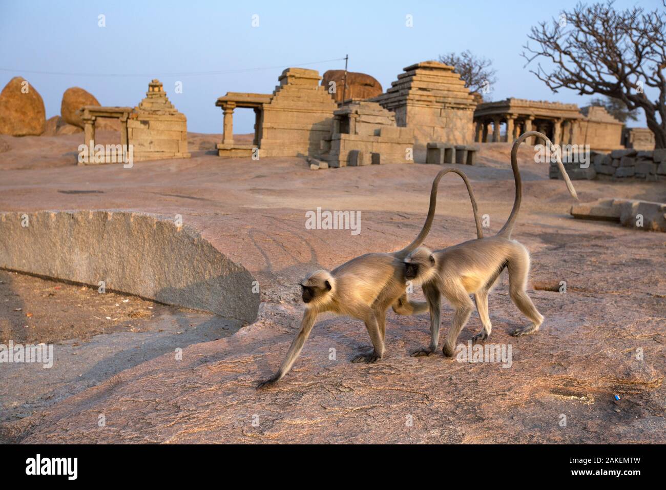 Les plaines du sud de langurs gris (Semnopithecus dussumieri). marche chez les vieux temples en ruine . Hampi, Karnataka, Inde. Banque D'Images