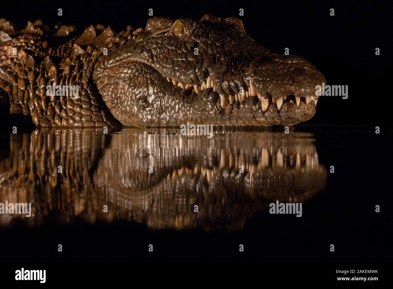 Le crocodile du Nil (Crocodylus niloticus) la nuit, Zimanga Private Game Reserve, KwaZulu-Natal, Afrique du Sud. Banque D'Images